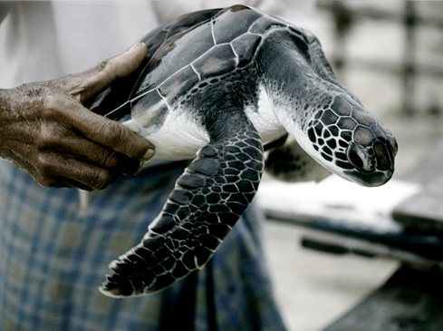 Sri Lanka photographed by Romello Pereira