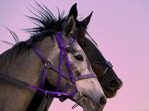 Sydney Editorial Photographer Romello Pereira for Emirates Open Skies