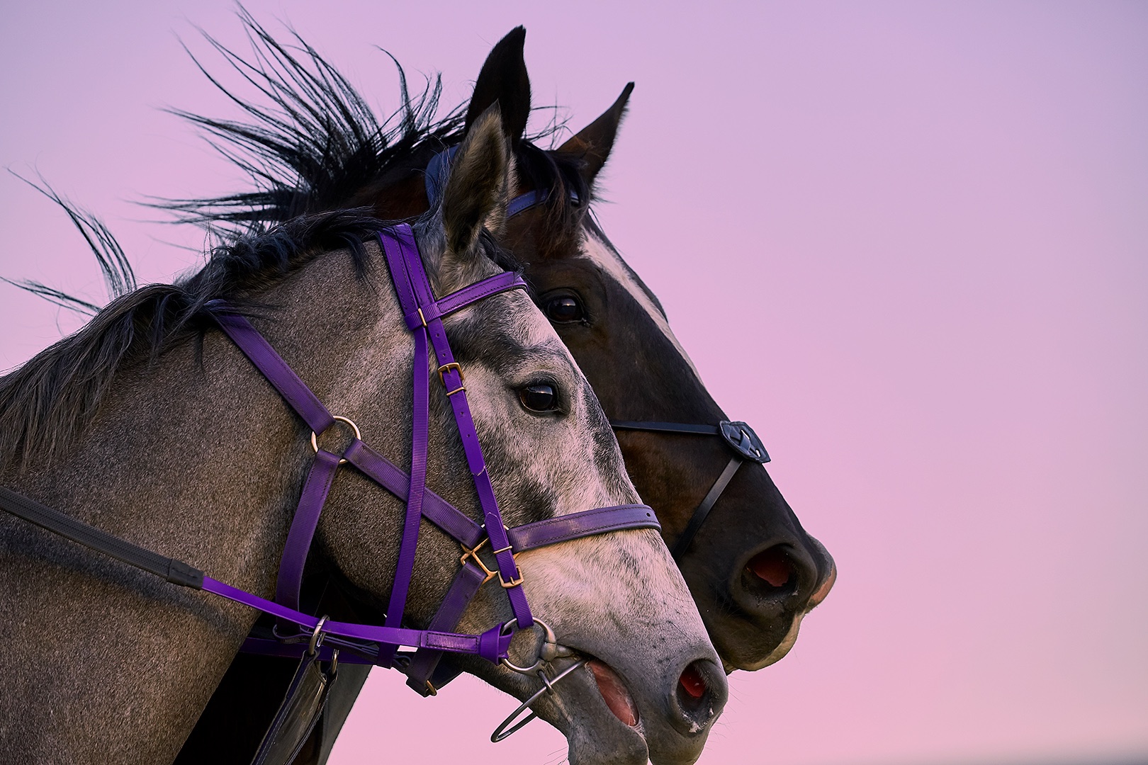 Sydney Editorial Photographer Romello Pereira for Emirates Open Skies