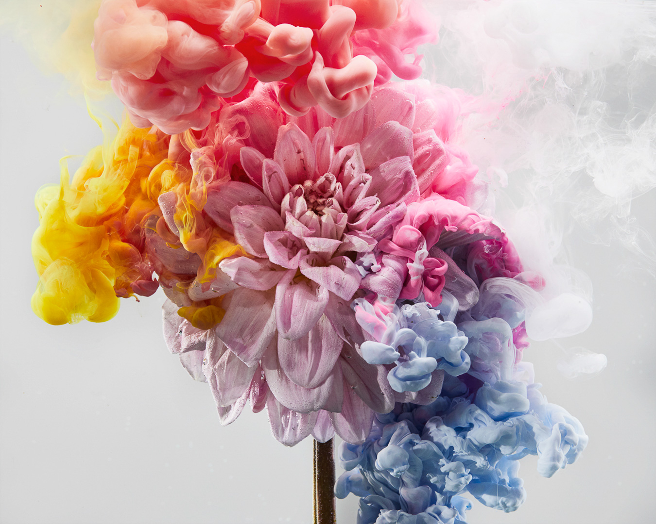 Sydney Still Life Photographer Vicki Lee Rhapsody series