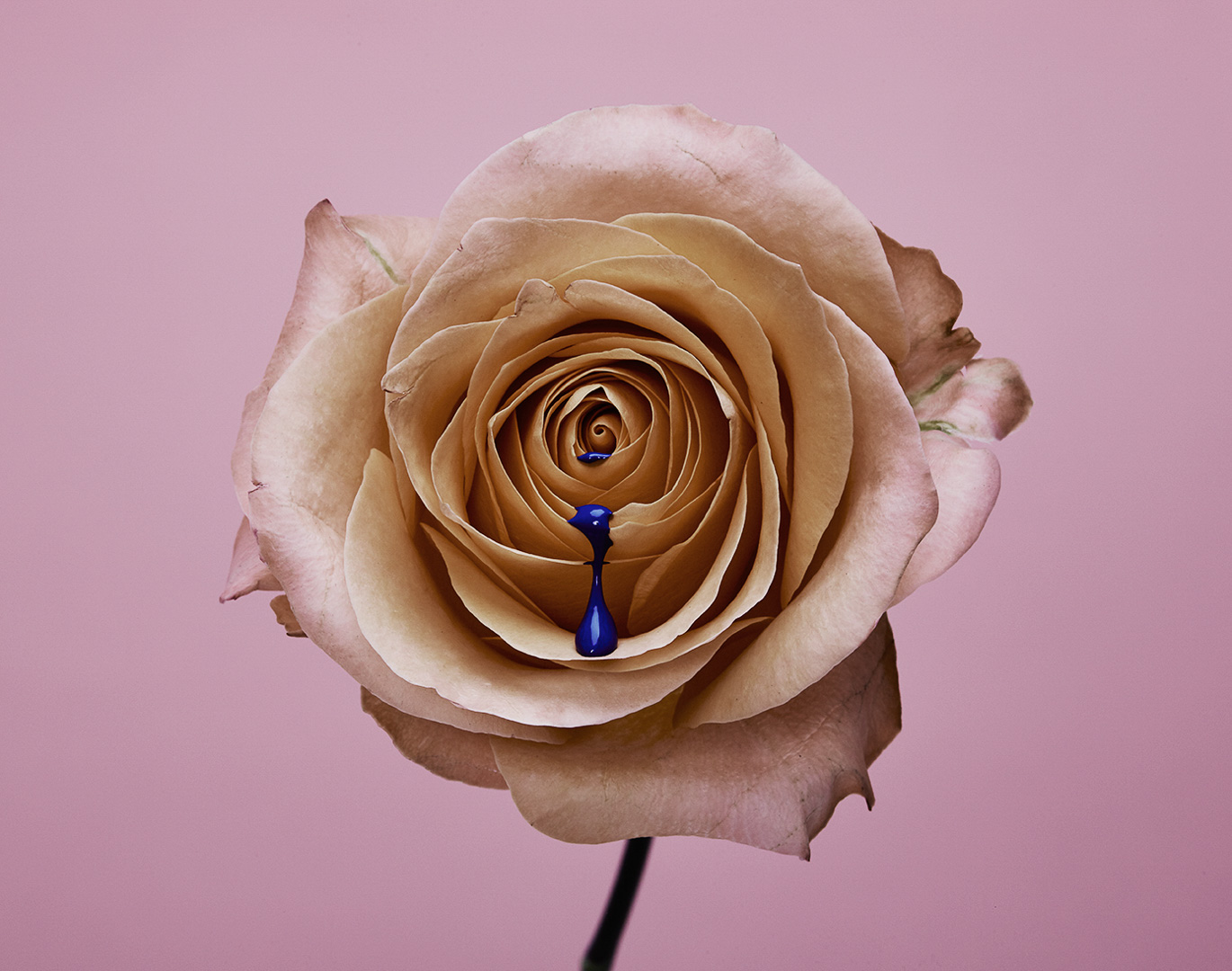 Sydney Still Life Photographer Vicki Lee Ultramarine Series