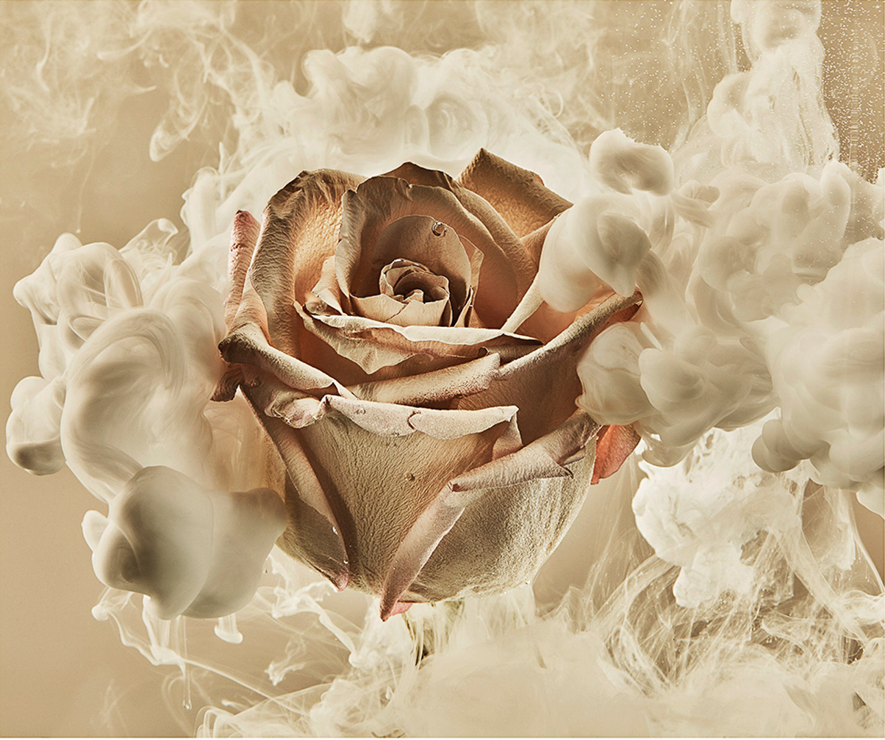 Sydney Still Life Photographer Vicki Lee Blue Velvet Series