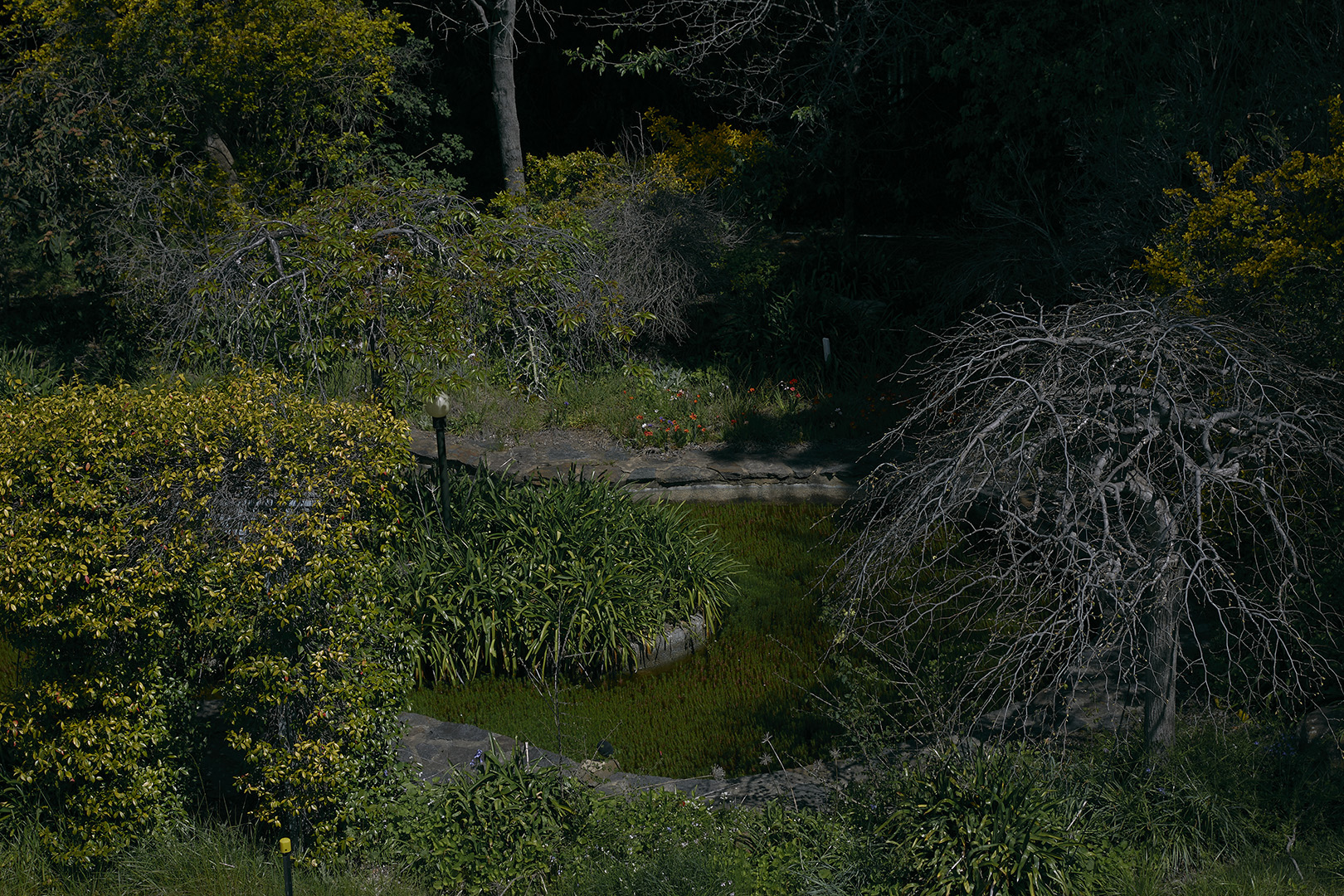 Down The Garden Path photographed by Romello Pereira