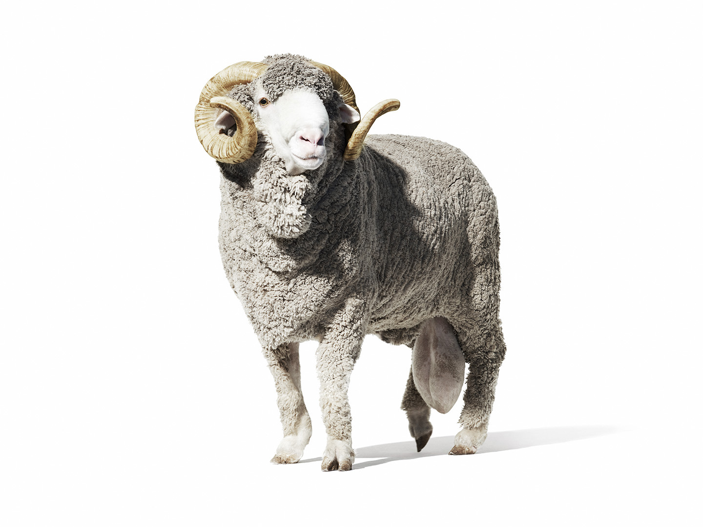 The Art of Merino photographed by Romello Pereira for Woolmark